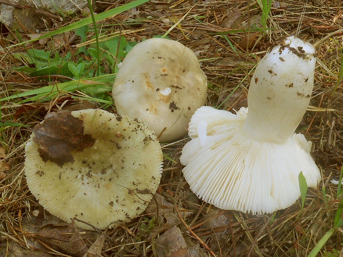 P1080004 RussulaAeruginea crp cc